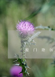 厦门地区合同律师在线咨询 厦门地区合同律师在线咨询