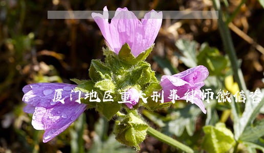 厦门地区重大刑事律师微信咨询 厦门地区重大刑事律师微信咨询
