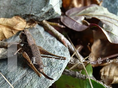 厦门市交通违法告知单罚款吗