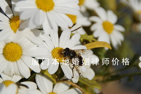 厦门本地婚姻律师价格 厦门本地婚姻律师价格
