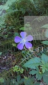 厦门法律咨询律师免费 厦门法律咨询律师免费