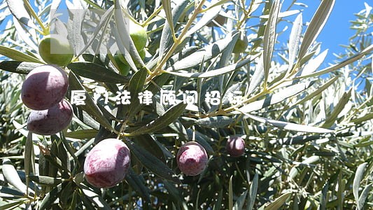 厦门法律顾问招标 厦门法律顾问招标