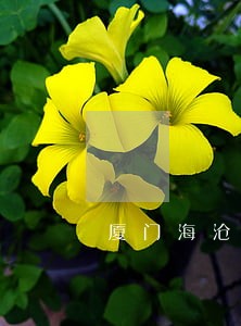 厦门海沧债务律师顾问团队 厦门海沧债务律师顾问团队