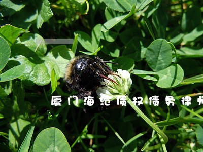 厦门海沧债权债务律师在线咨询 厦门海沧债权债务律师在线咨询