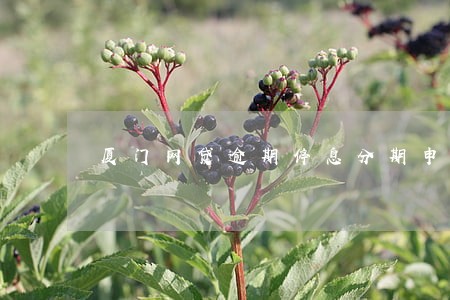 厦门网贷逾期停息分期申请条件 厦门网贷逾期停息分期申请条件