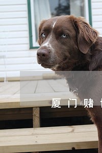 厦门赌博债务律师 厦门赌博债务律师