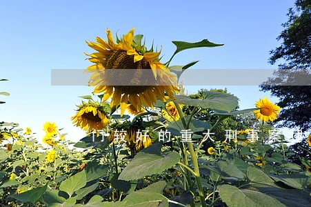 厦门较好的重大刑事案律师费用