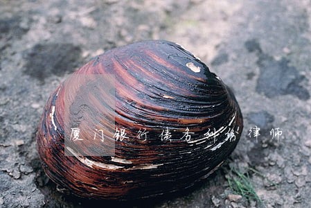 厦门银行债务纠纷律师 厦门银行债务纠纷律师