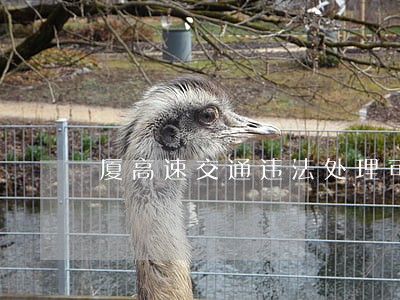 厦高速交通违法处理可微信预约 厦高速交通违法处理可微信预约