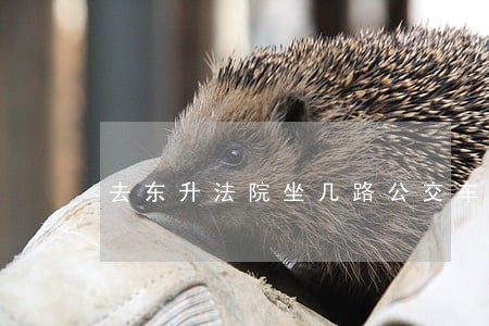 去东升法院坐几路公交车 去东升法院坐几路公交车