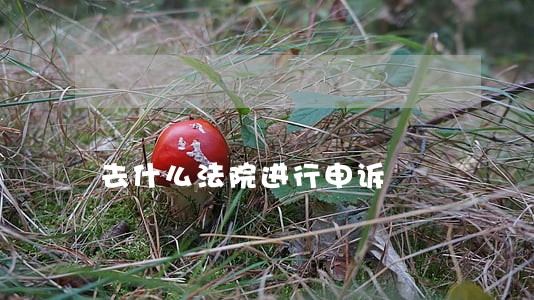 去什么法院进行申诉