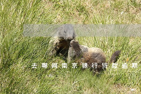 去哪网南京银行贷款逾期 去哪网南京银行贷款逾期