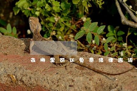 去哪里可以免费法律咨询 去哪里可以免费法律咨询