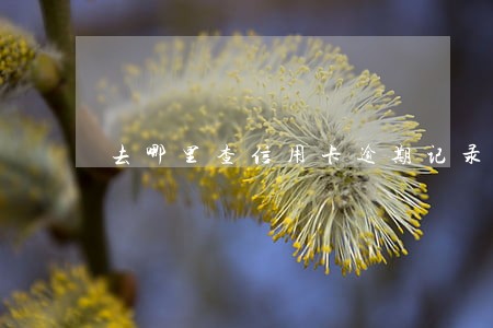 去哪里查信用卡逾期记录 去哪里查信用卡逾期记录