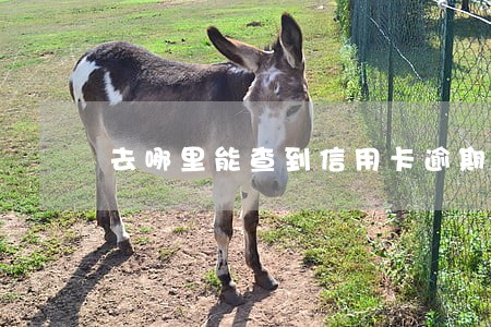 去哪里能查到信用卡逾期记录啊 去哪里能查到信用卡逾期记录啊