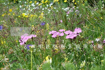 去哪里还信用卡逾期的账单 去哪里还信用卡逾期的账单