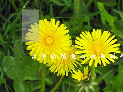 去年法院发出的离婚判决书