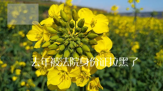去年被法院身份证拉黑了 去年被法院身份证拉黑了