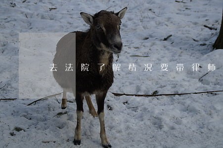 去法院了解情况要带律师嘛 去法院了解情况要带律师嘛