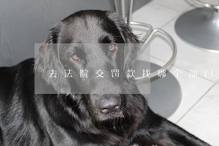 去法院交罚款找哪个部门 去法院交罚款找哪个部门