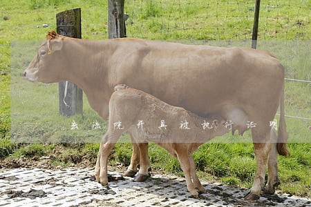 去法院开具被执行证明 去法院开具被执行证明