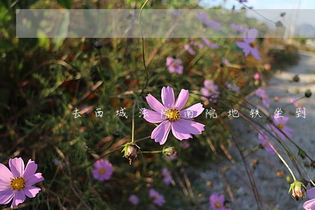 去西城法院南院地铁坐到哪 去西城法院南院地铁坐到哪