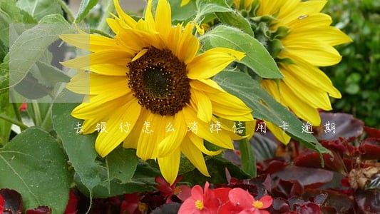 去银行怎么消掉信用卡逾期 去银行怎么消掉信用卡逾期