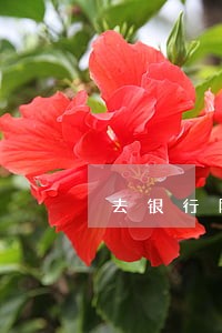 去银行网点签逾期分期协议 去银行网点签逾期分期协议