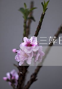 县三萍日用品商行法律风险询