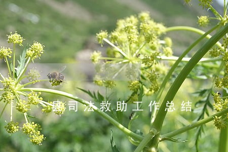 县司法救助工作总结