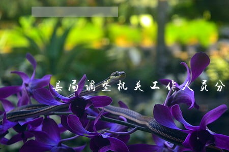 县局调整机关工作人员分工 县局调整机关工作人员分工
