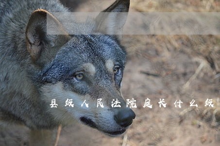 县级人民法院庭长什么级别