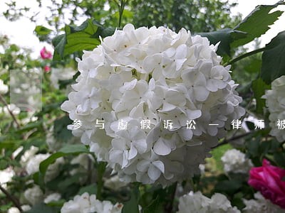 参与虚假诉讼一律师被公诉 参与虚假诉讼一律师被公诉