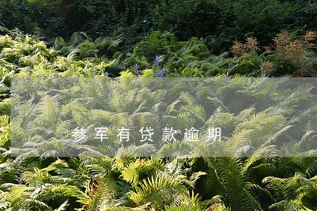 参军有贷款逾期 参军有贷款逾期