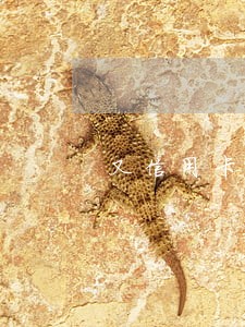 又信用卡逾期还可以办信用卡 又信用卡逾期还可以办信用卡