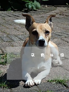 又有4位律师英年早逝