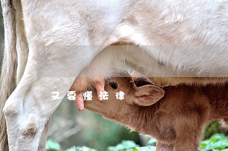 又要懂法律 又要懂法律