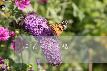 及其相关法规 及其相关法规