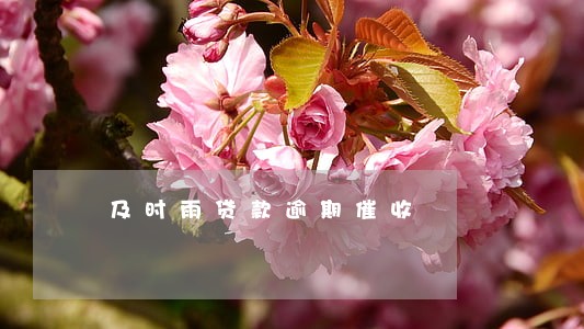 及时雨贷款逾期催收 及时雨贷款逾期催收