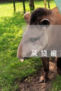 及贷逾期10个小时
