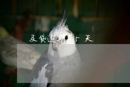 及贷逾期65天 及贷逾期65天