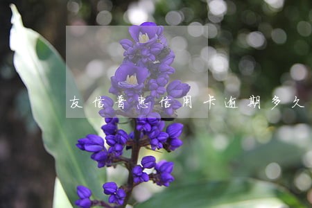 友信普惠信用卡逾期多久会爆通 友信普惠信用卡逾期多久会爆通