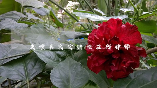 友谊县火灾赔偿在线律师 友谊县火灾赔偿在线律师