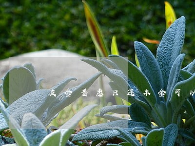 友金普惠只还本金可以吗