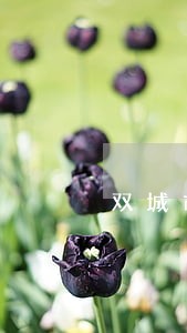 双城市周家镇法院电话 双城市周家镇法院电话