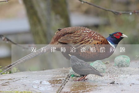 双方律师洽谈赔偿问题 双方律师洽谈赔偿问题