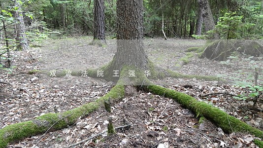 双流法院王强华
