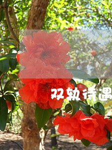 双轨待遇诉讼 双轨待遇诉讼