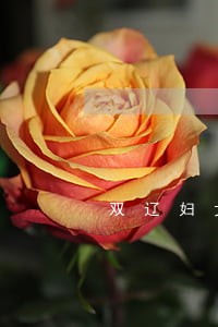 双辽妇女法律援助 双辽妇女法律援助
