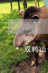 双鸭山专业抢动罪律师怎么收费 双鸭山专业抢动罪律师怎么收费